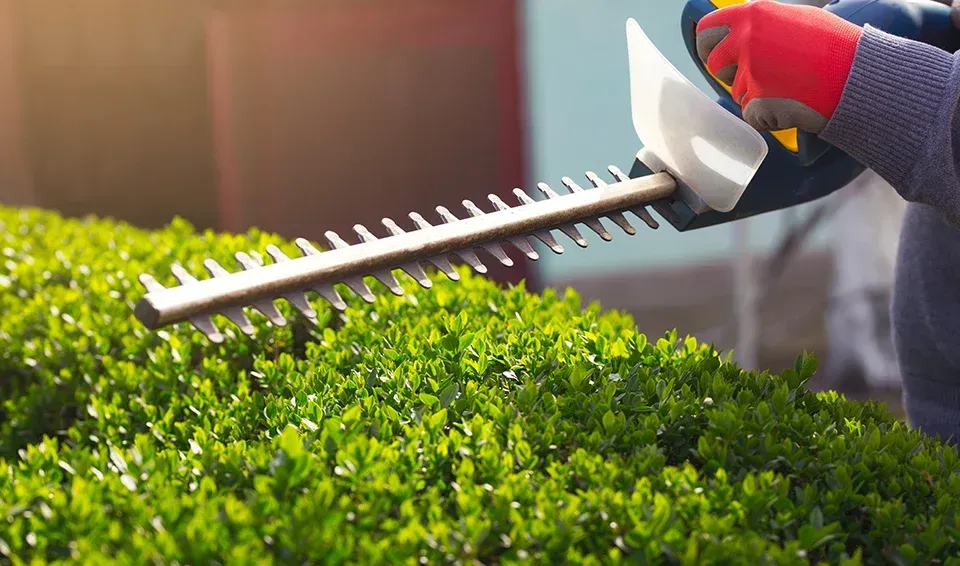 Gardez votre jardin en pleine forme à Marseillewebp
