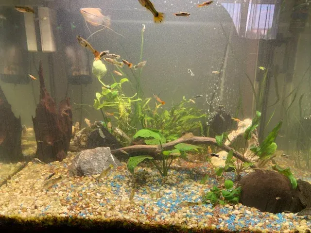 Aquarium à Marseillewebp